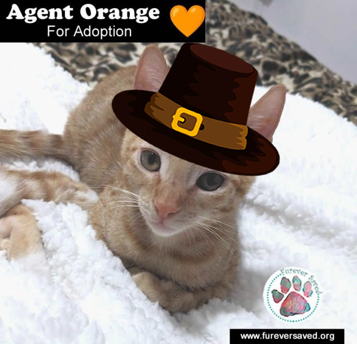 Agent Orange for Adoption!