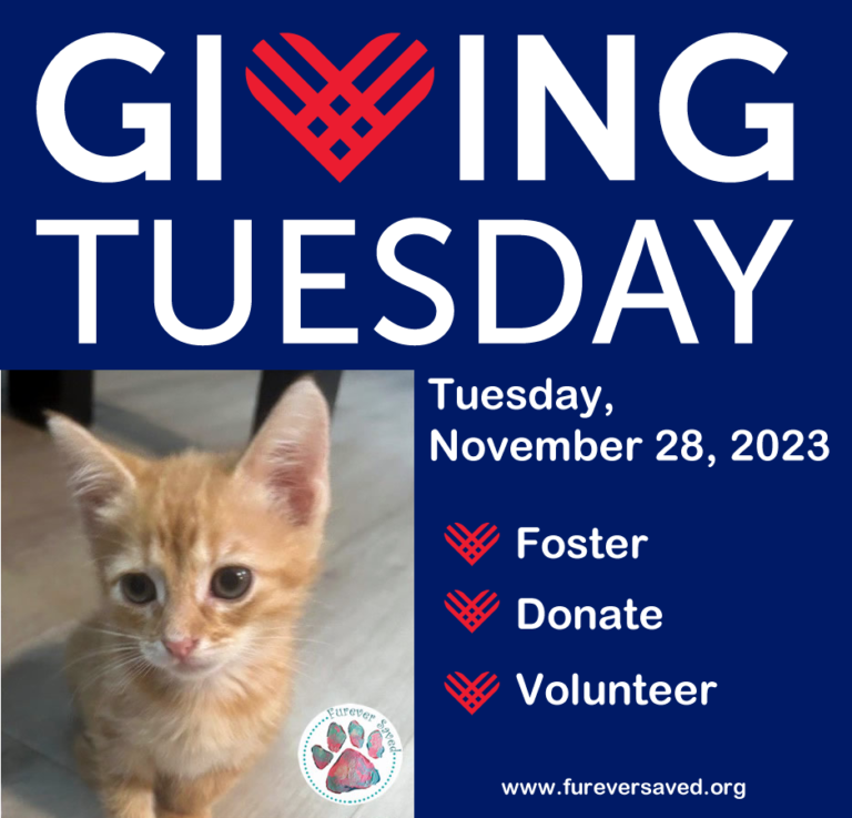 Giving Tuesday