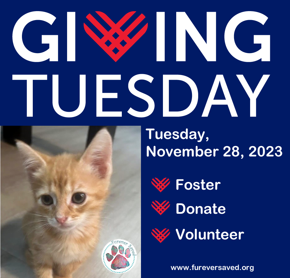 Giving Tuesday is on November 28th, 2023 - Furever Saved, Inc.
