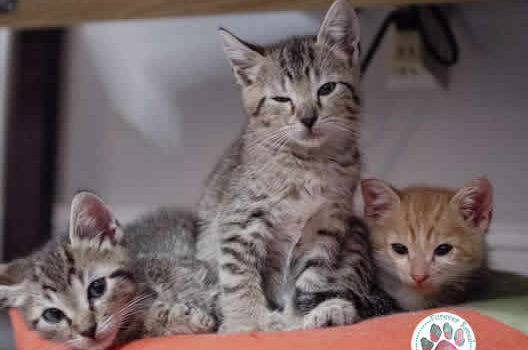 Help save kittens’ lives this end of the year