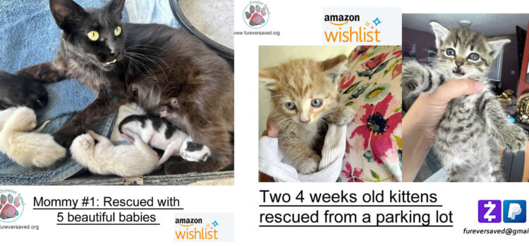 Help us save kitties lives!