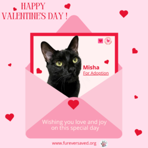 Misha e-card