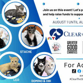 Furever Saved, Inc Joins NBC6 and Telemundo 51 for the annual “Clear the Shelters’