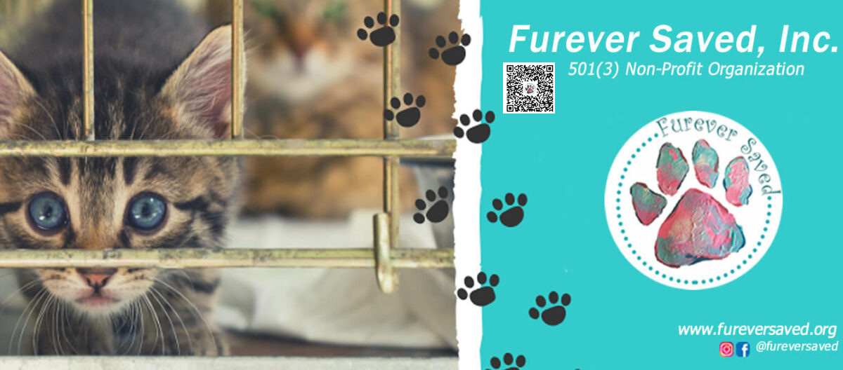 Furever Saved, Inc.