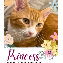 Princess for Adoption
