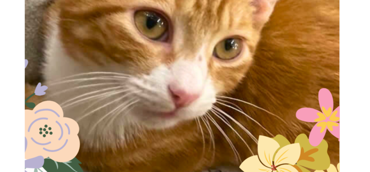 Princess for Adoption